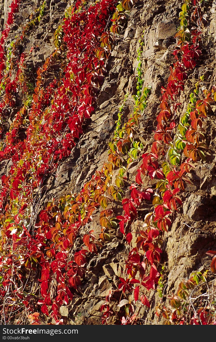 Colorful ivy leaves in fall. Colorful ivy leaves in fall