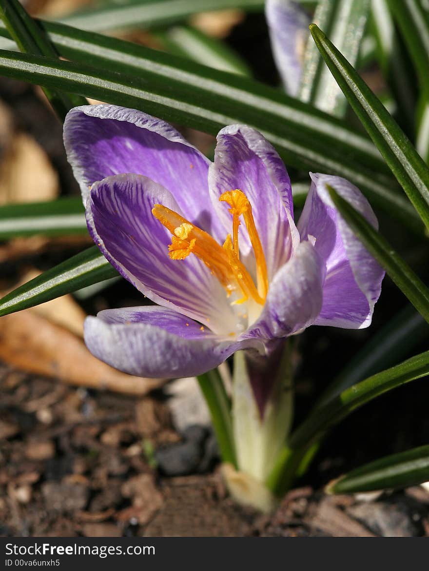 Crocus