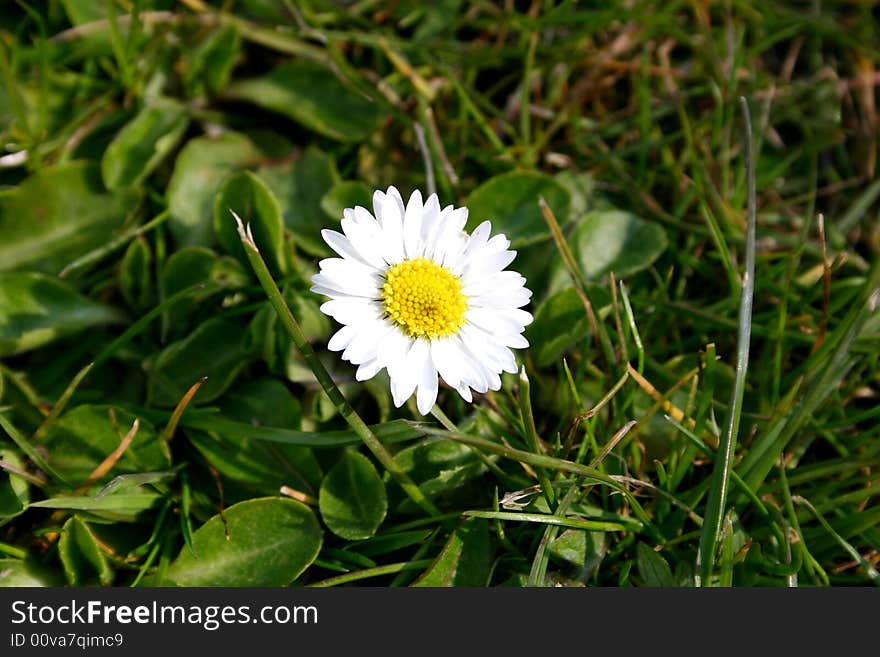 Photo of a single daisy against a grassy background