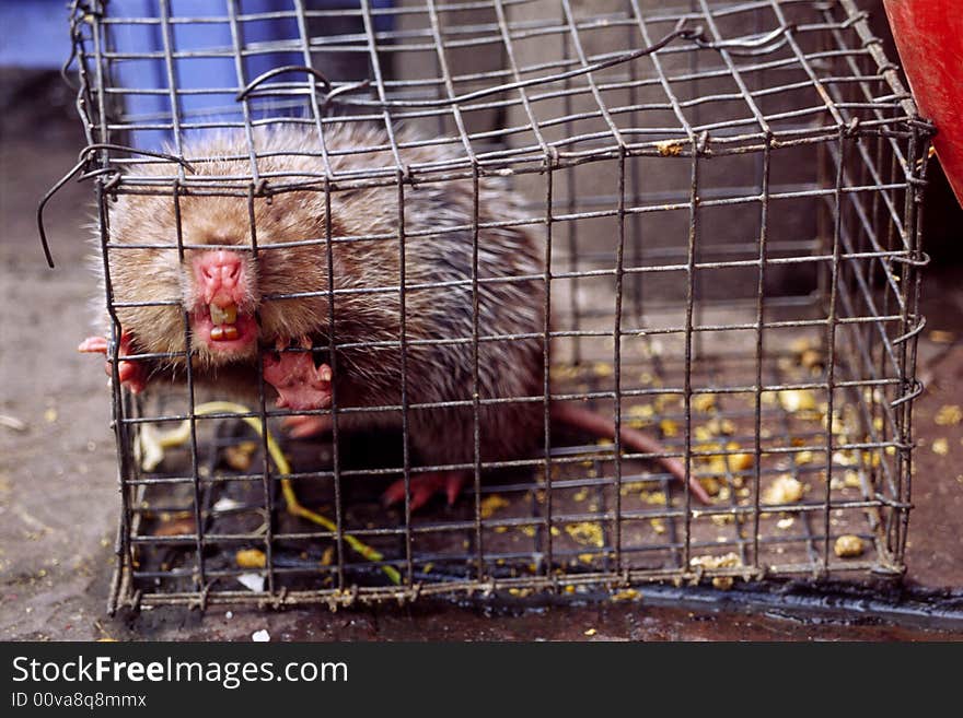 A kind of wild mouse called the bamboo mouse, caught by local people. A kind of wild mouse called the bamboo mouse, caught by local people