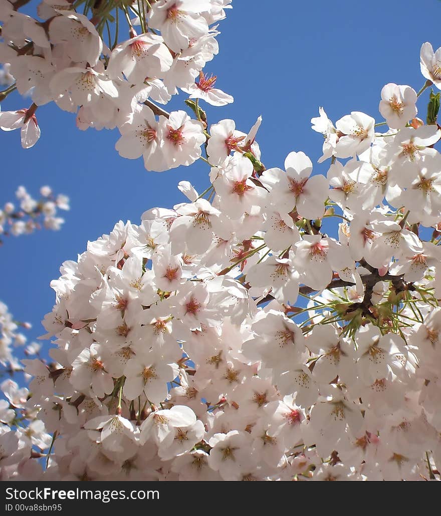 Detail of New Spring Cherry Blossom Tree. Detail of New Spring Cherry Blossom Tree