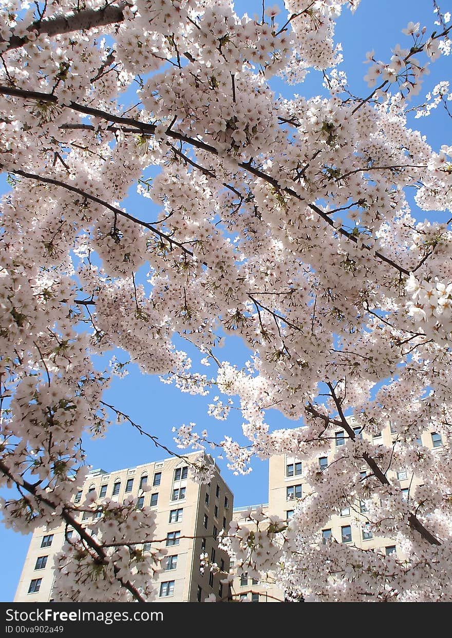 Detail of New Spring Cherry Blossom Tree. Detail of New Spring Cherry Blossom Tree