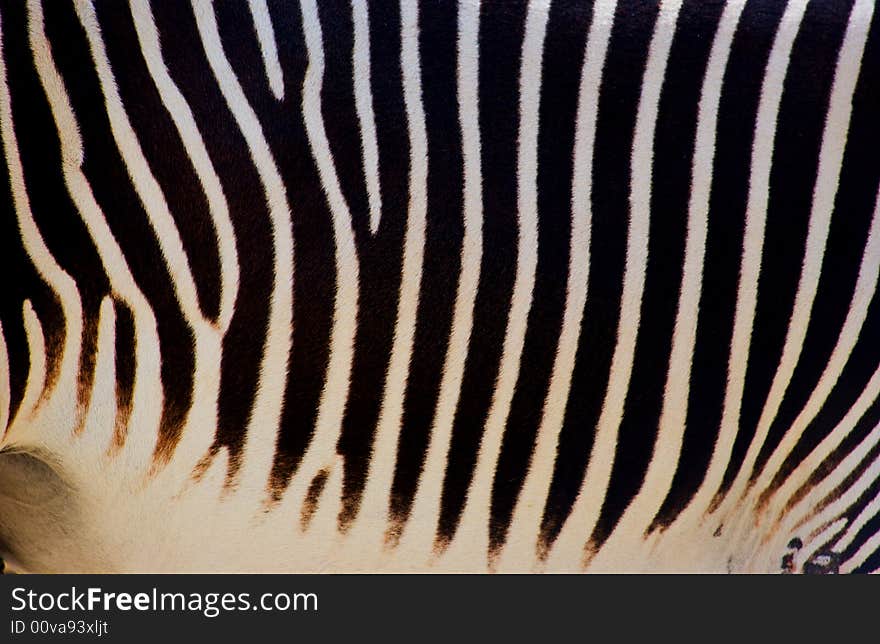 Zebra