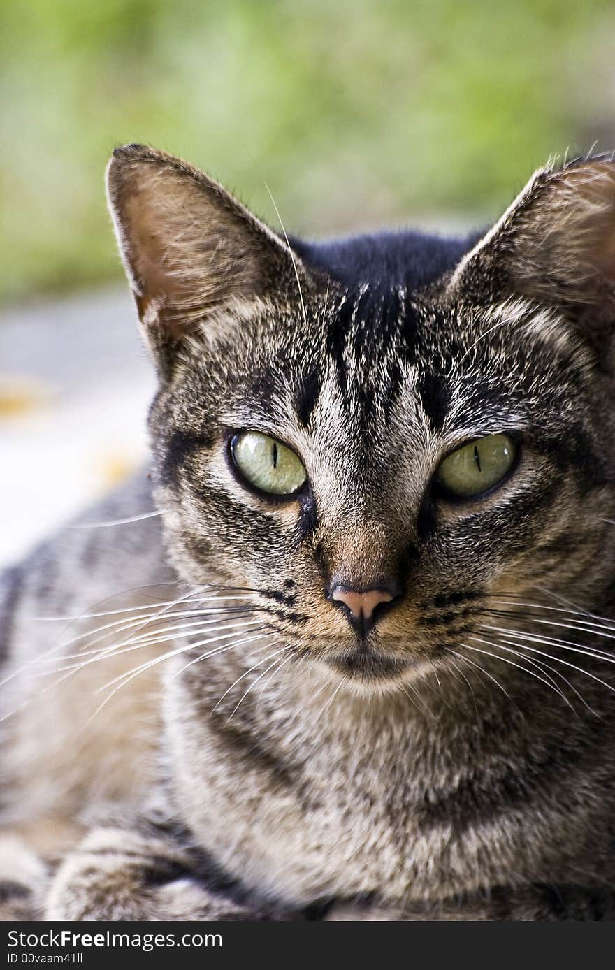 Fierce Grey Cat Staring at me