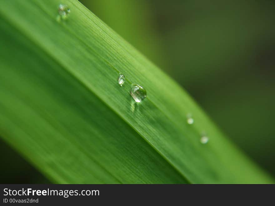 Morning Green