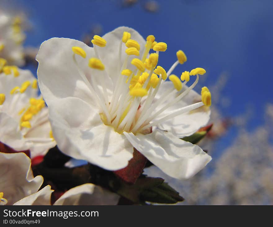 Dismissed flowers apricots on  background of  blue sky, spring