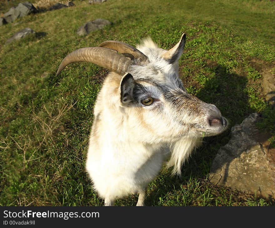 Domestic goat green meadow, spring