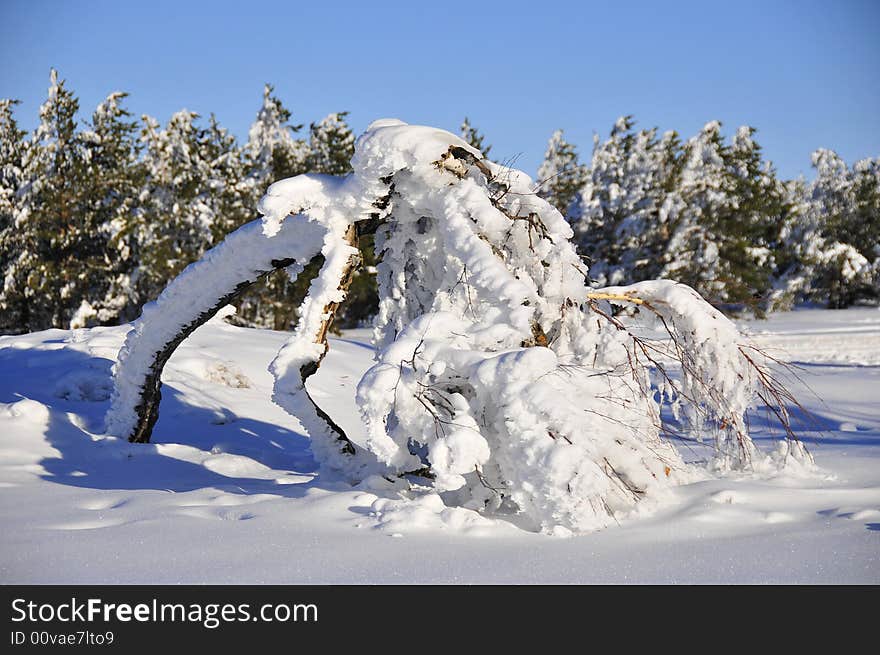 A desperate birch under snow at Ai-Petri plateau, Crimea, Ukraine. A desperate birch under snow at Ai-Petri plateau, Crimea, Ukraine