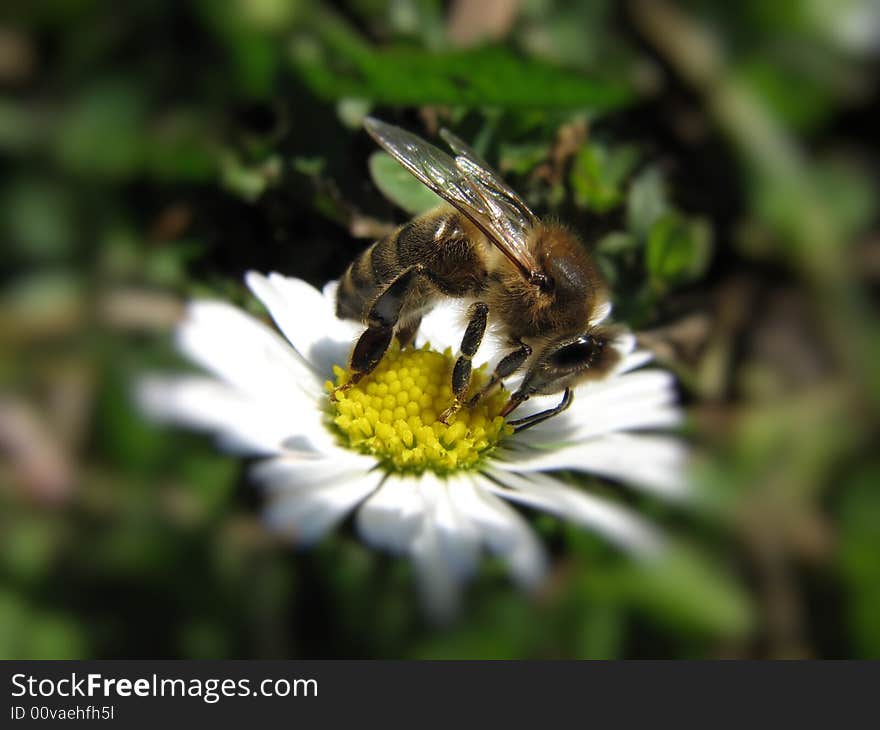 Bee with spring white flower. Bee with spring white flower