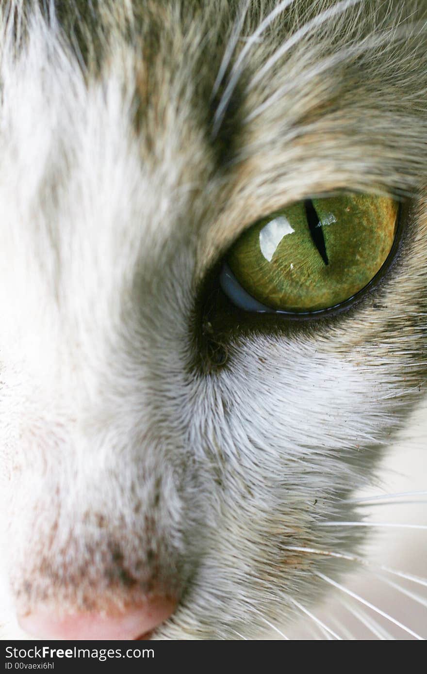 Cat's Eye Macro framed eye and nose :). Cat's Eye Macro framed eye and nose :)