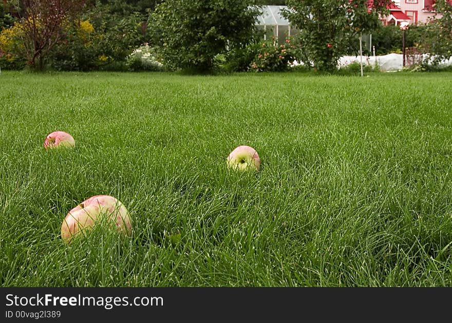 Three aplles on the green grass in the garden on autumn