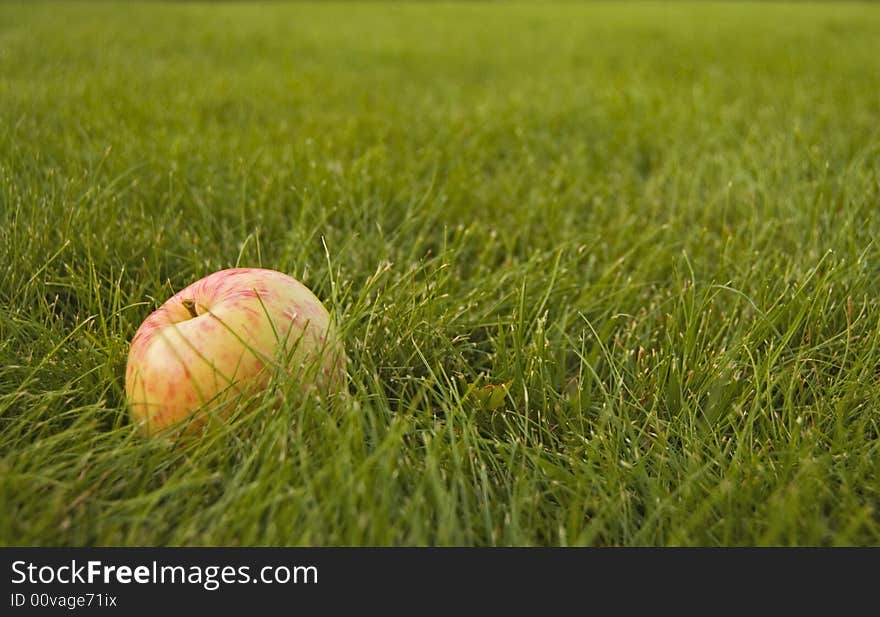 Red yellow apple on the green grass