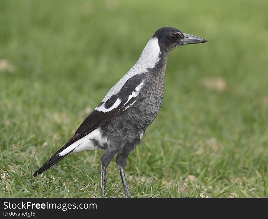 Australian Magpie, bird is standing in the park