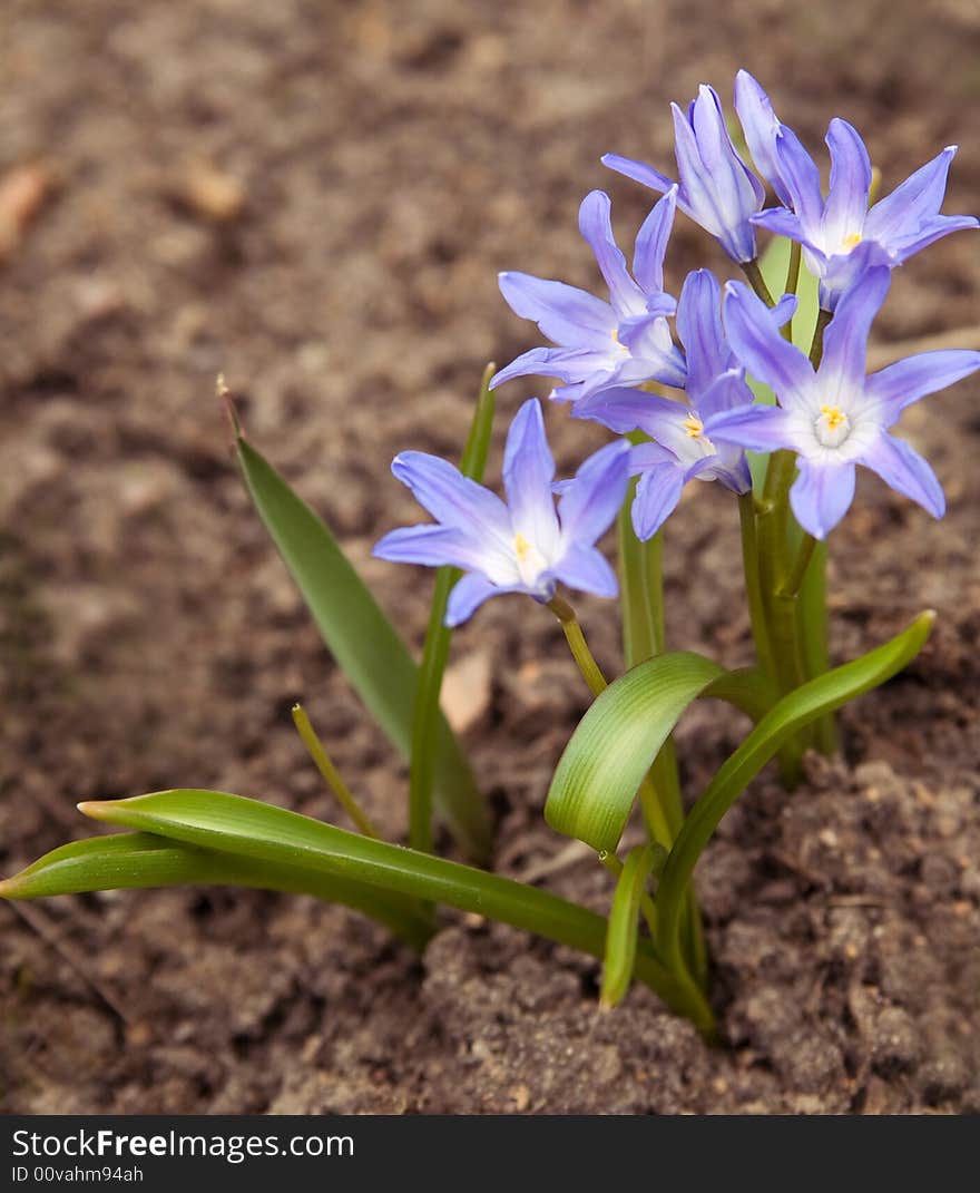 Natural blue glory of the snow (first spring flowers)