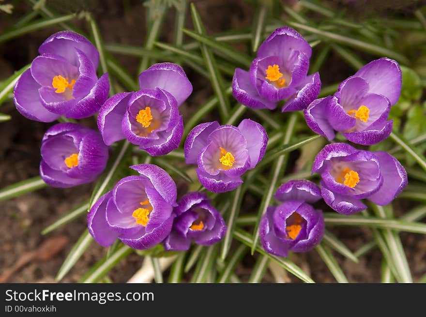 Purple crocuses