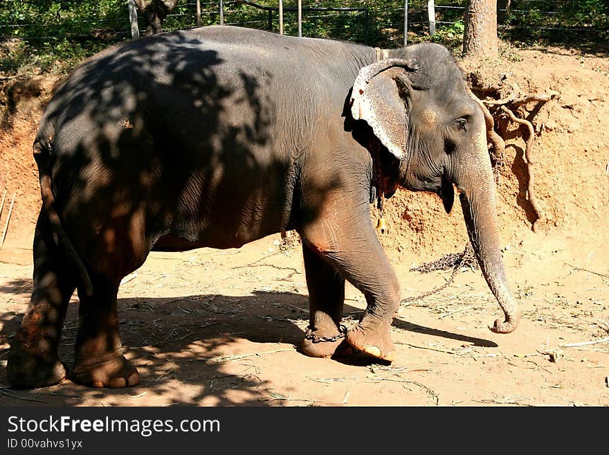 Indian elephant, big and strong