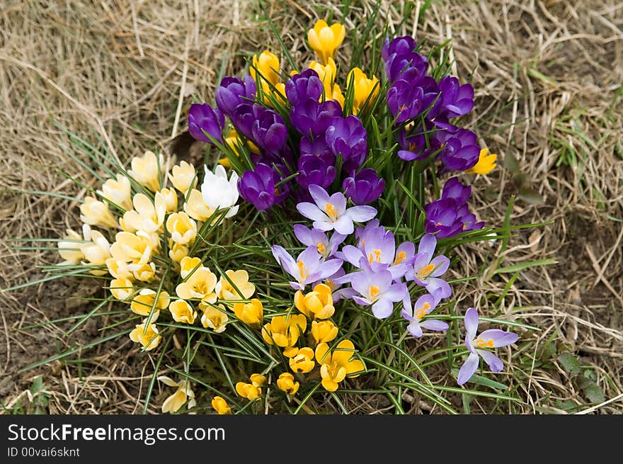 Yellow, blue, purple and white crocuses (spring background)