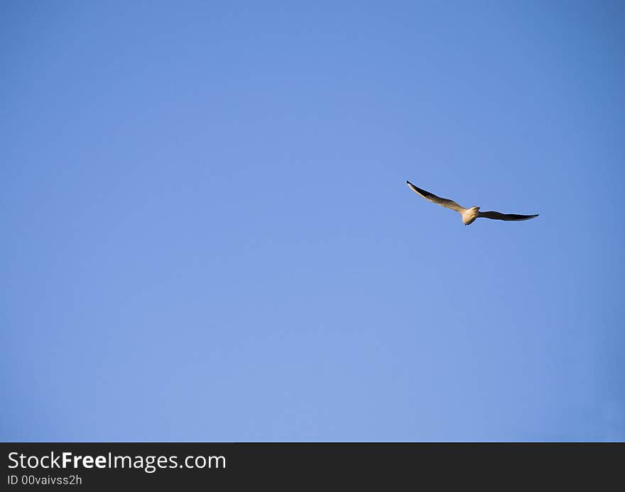 Spring, April. The lonely flying Seagull. Spring, April. The lonely flying Seagull.