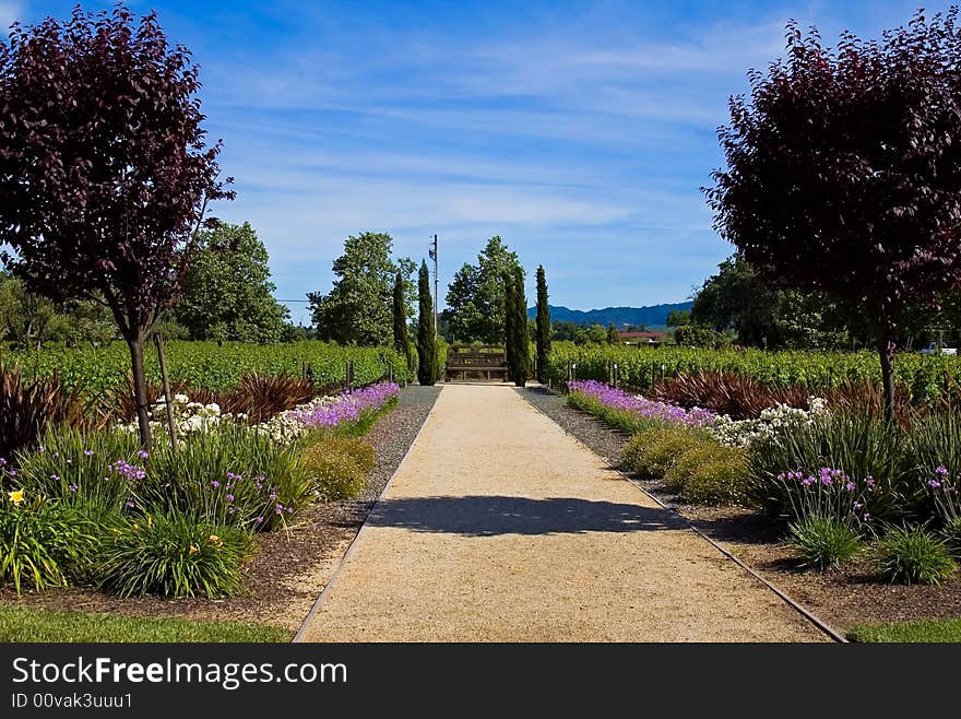 Vineyard in California