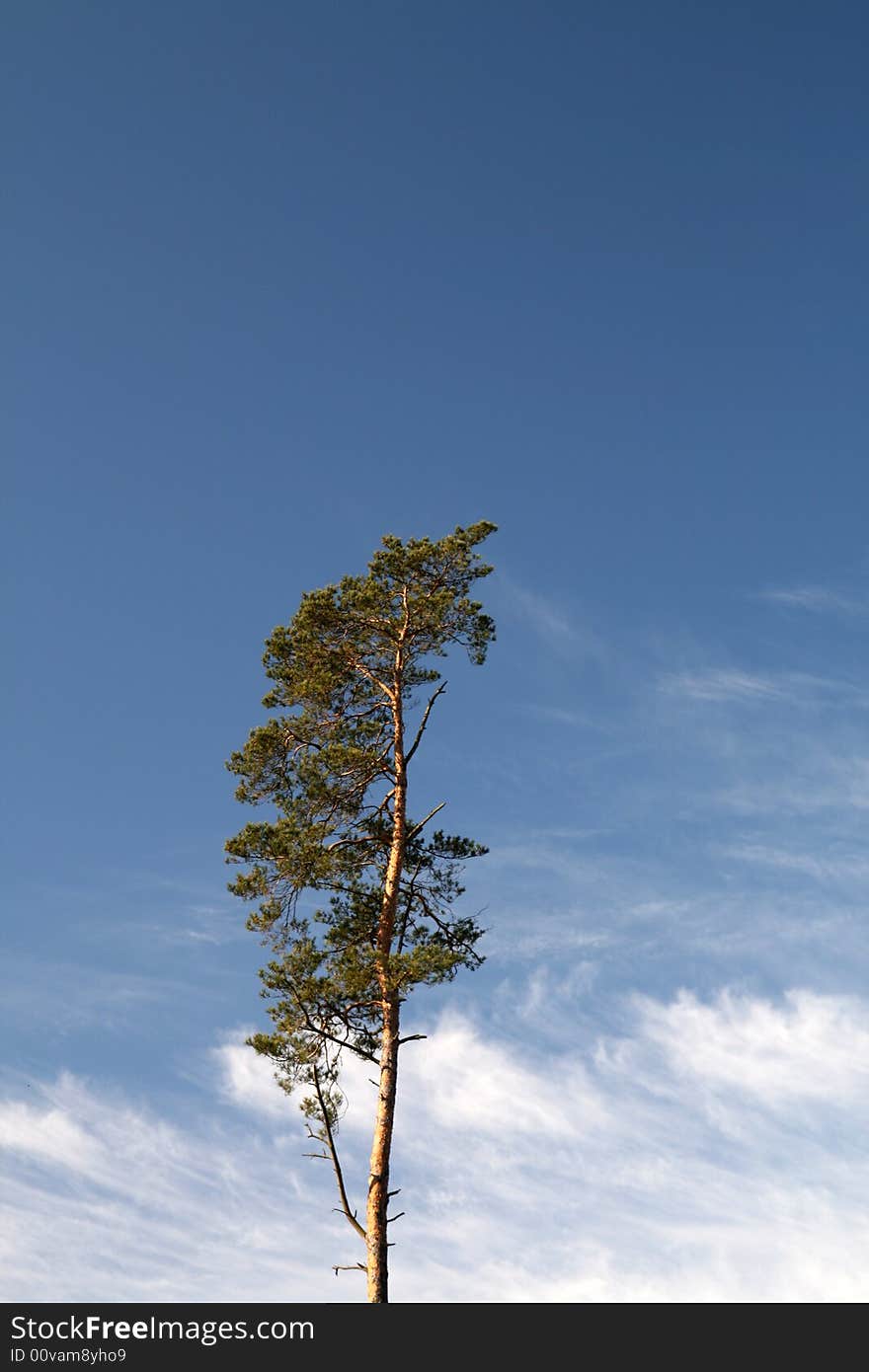 Pine on sky