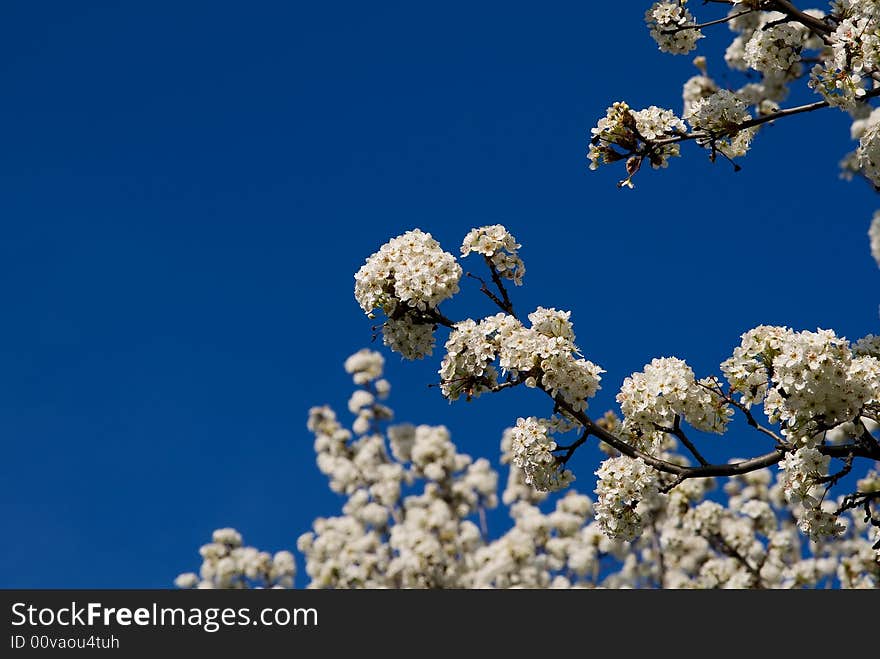 Blooming trees in a spring