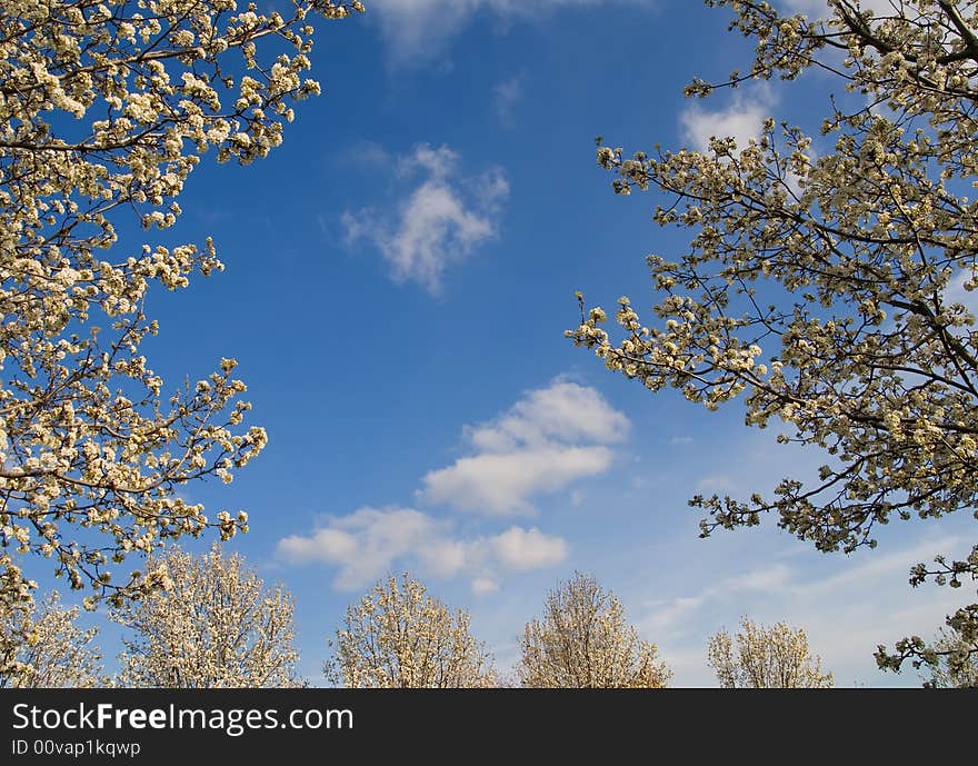 Blooming trees in a spring