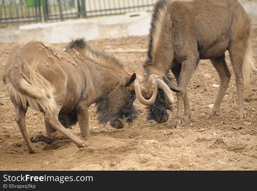 Fighting antelopes gnu in the Moscow zoo