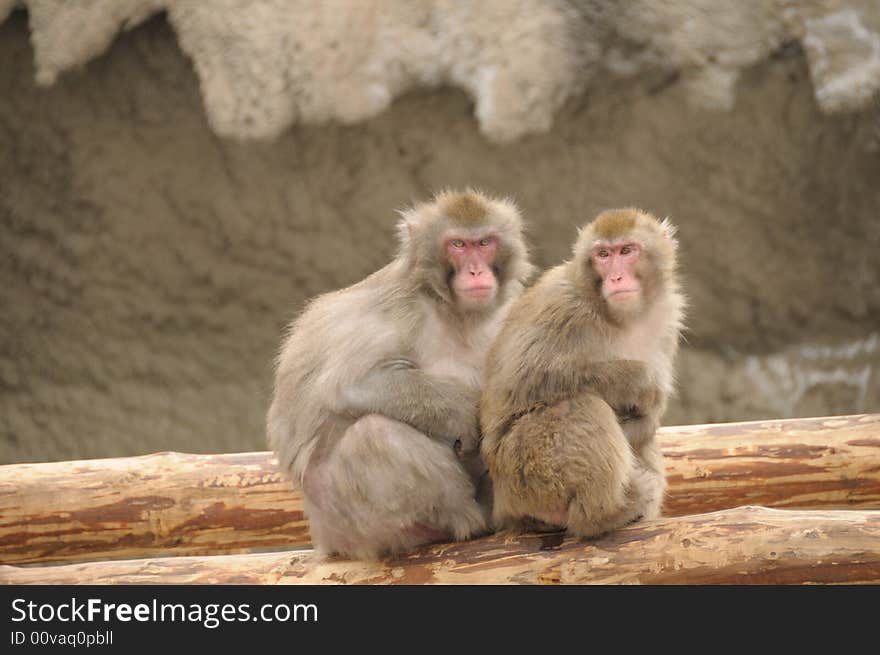 Japanese macaque in the moscow zoo