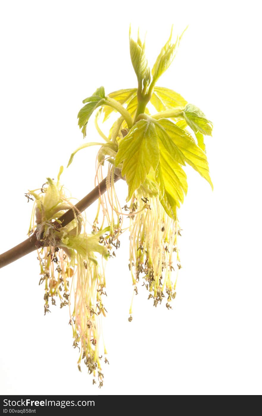 Flowering tatarian maple, isolated on white background