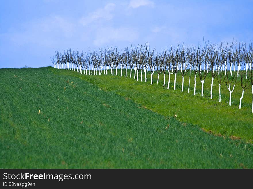 Spring Hill Orchard