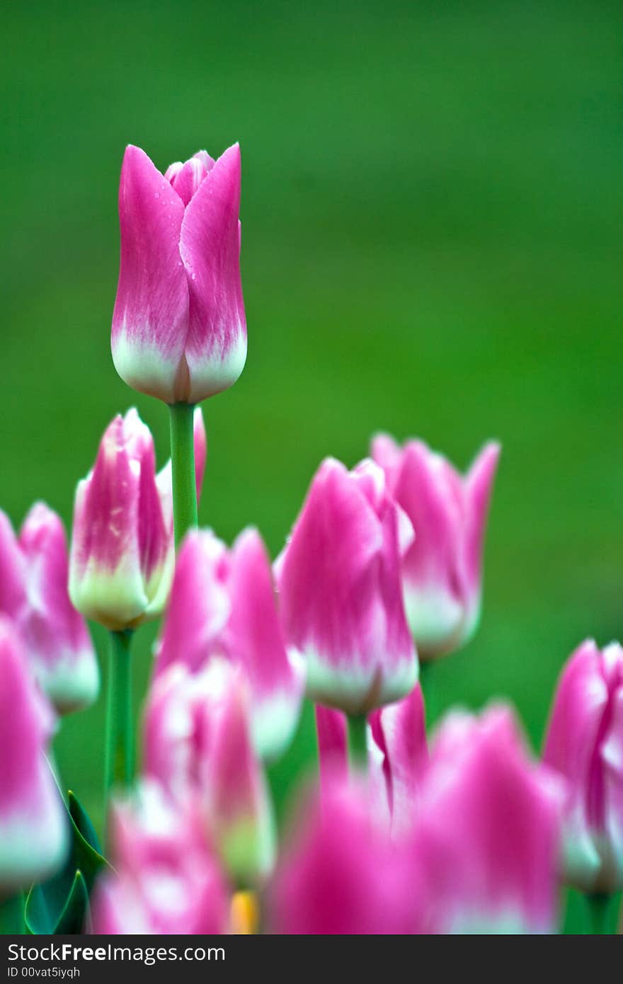 Beautiful pink tulips