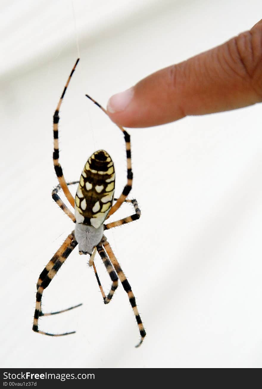 Finger touching spider