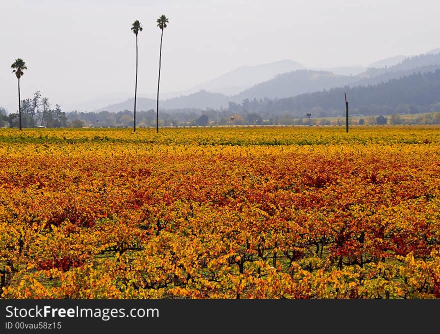 Vineyard in Napa Valley in Autumn. Vineyard in Napa Valley in Autumn