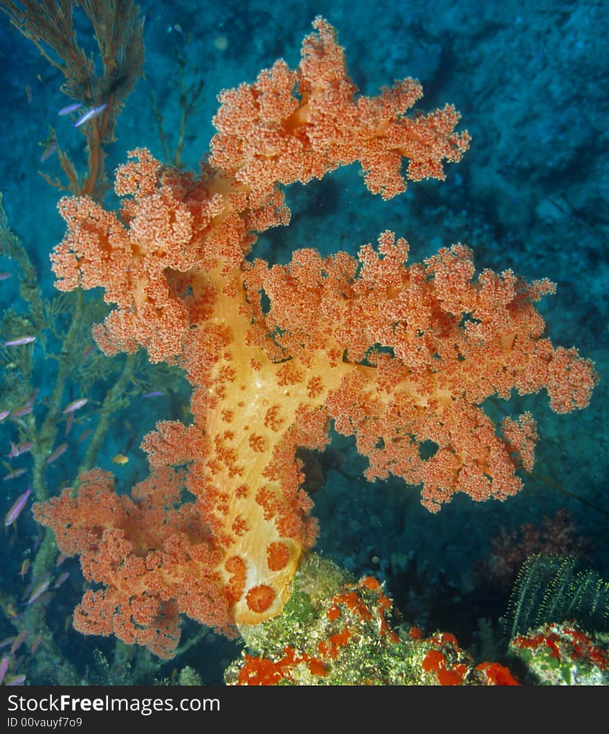 Soft Coral Reef Scene