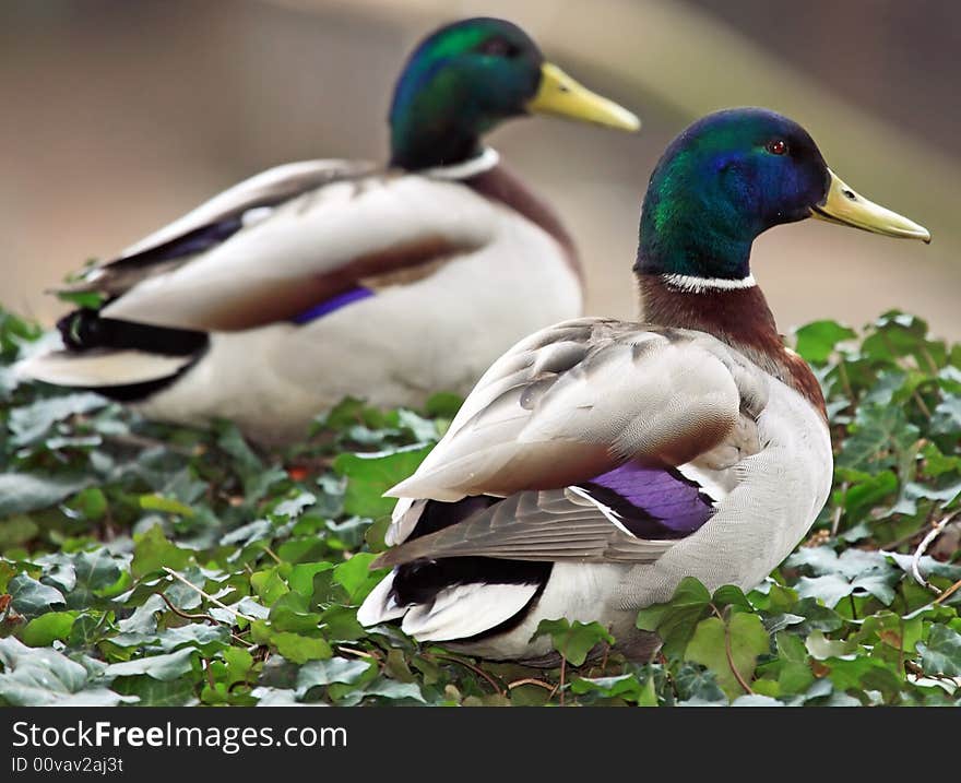 Two male mallards