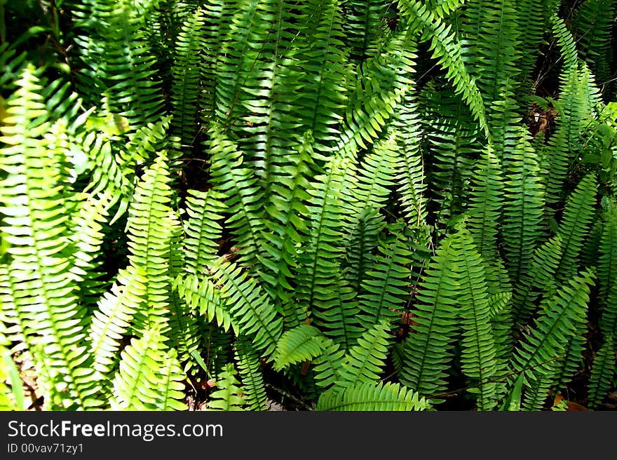 Ferns in the sun