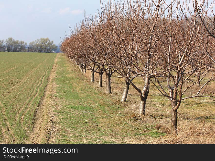 Row of peach trees in a spring orchard