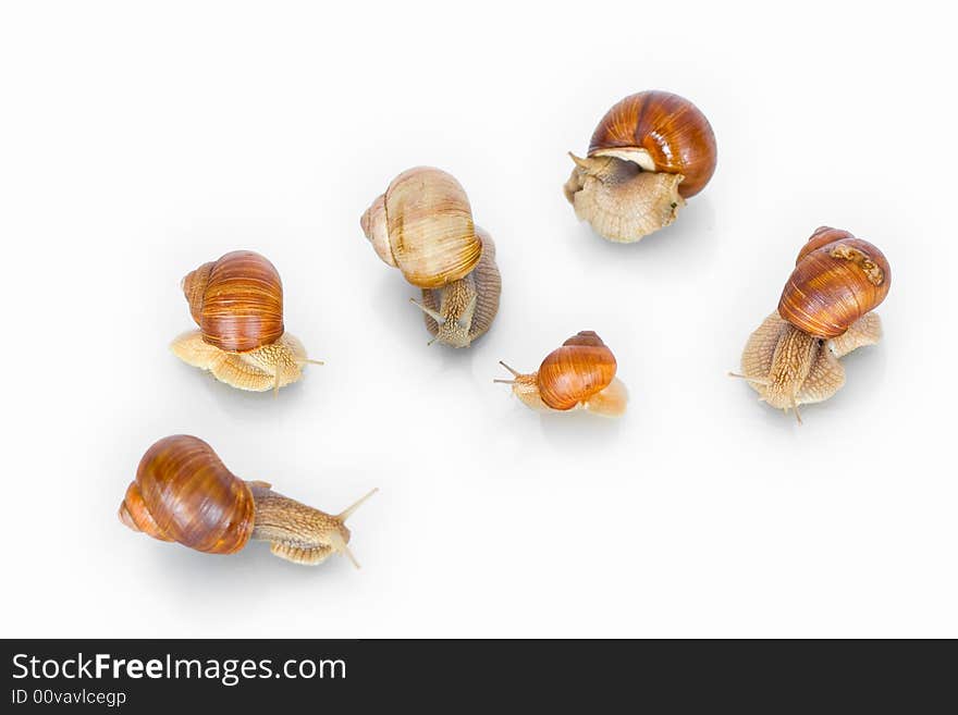 Snail creeping on a white background