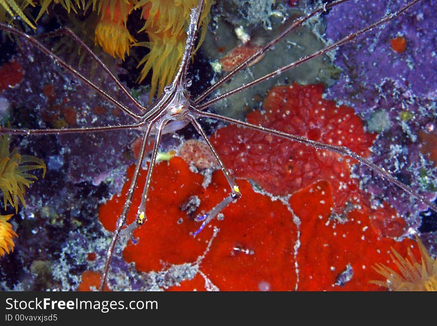 Yellowline arrow crab (stenorhynchus seticornis)