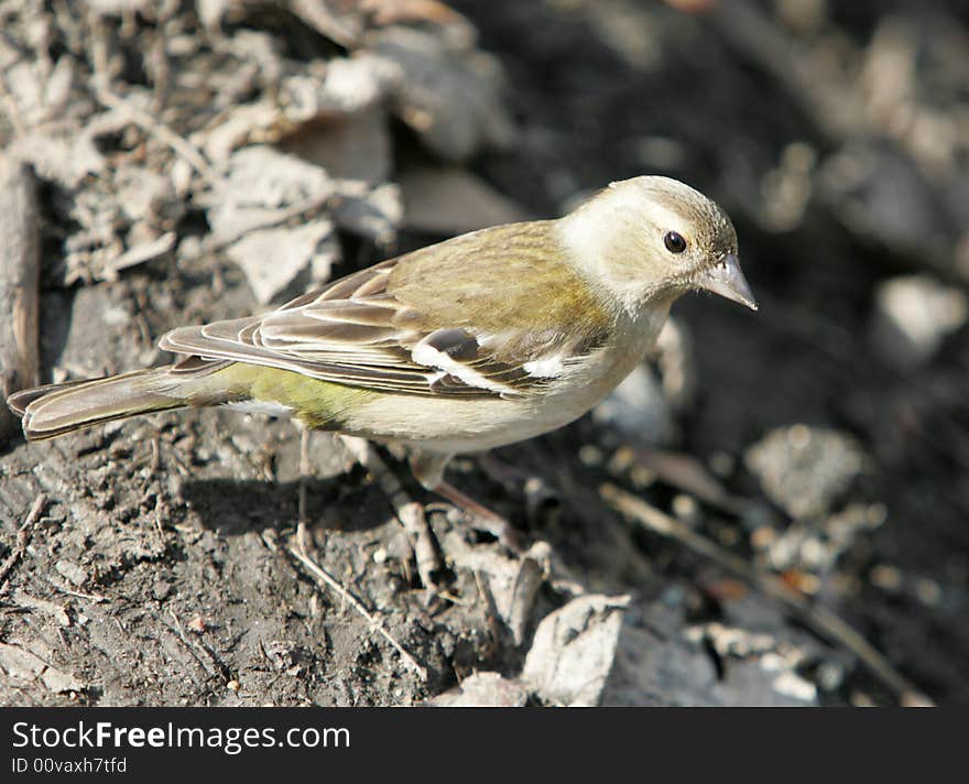 Yellow Wagtail, Or Motacilla Flava