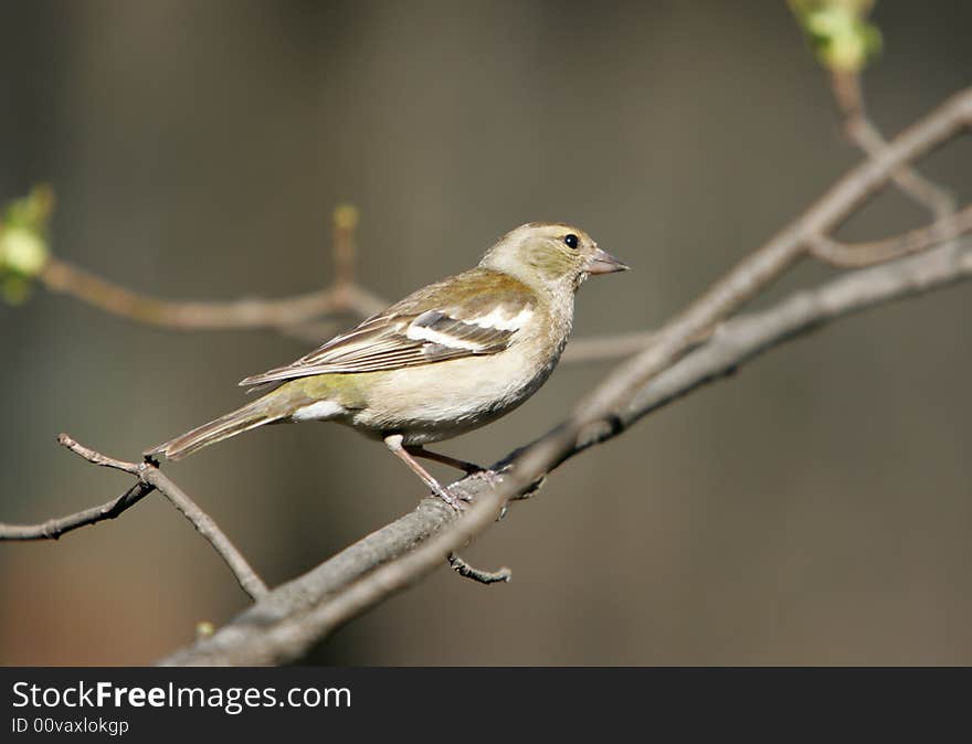 Yellow Wagtail, Or Motacilla Flava