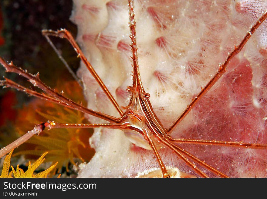 Yellowline arrow crab (stenorhynchus seticornis)