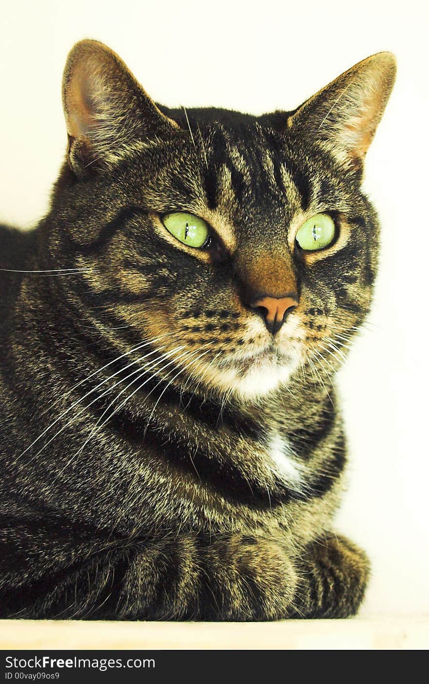 Portrait of a cat, vertical image