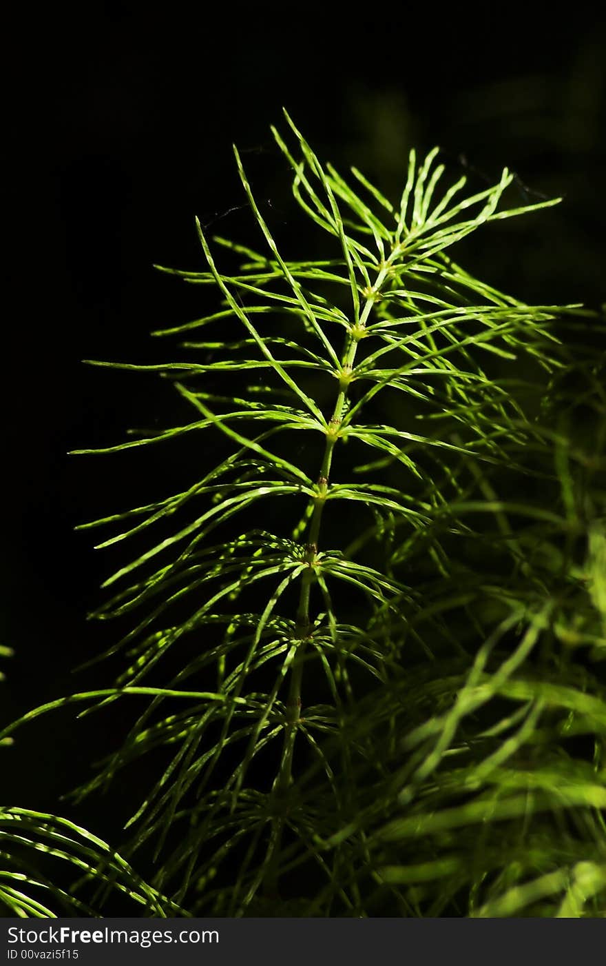 Horsetail on black background, vertical image