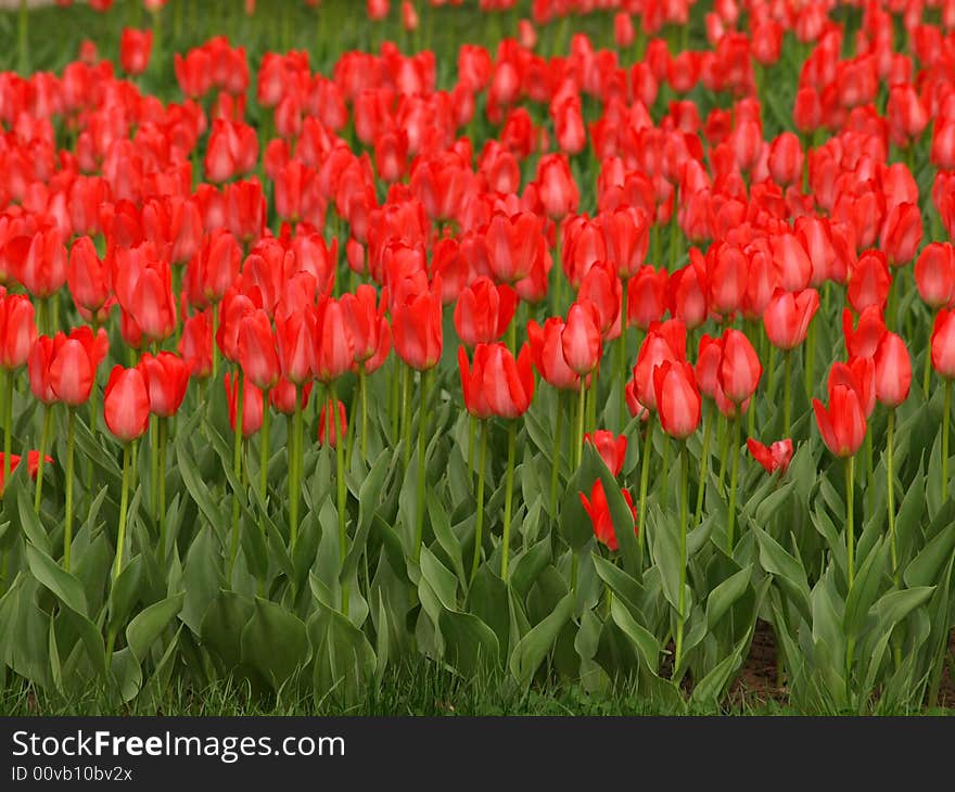 Field of beautiful red tulips in spring. Field of beautiful red tulips in spring.