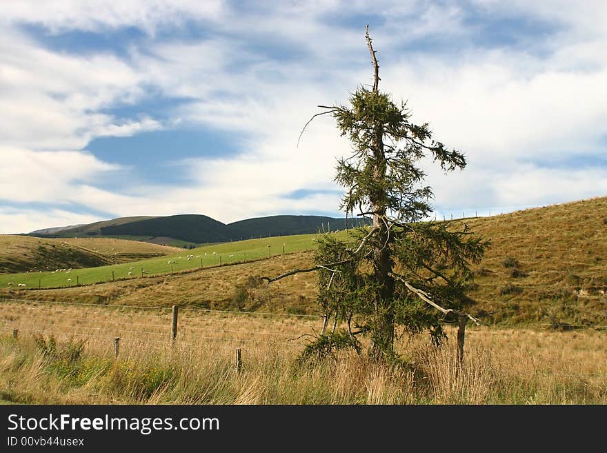 Pine Tree Against Rolling Landscape