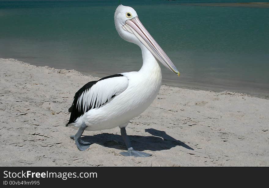 Close shot of a Pelican standing on beach. Kalbarri. Western Australia. Close shot of a Pelican standing on beach. Kalbarri. Western Australia