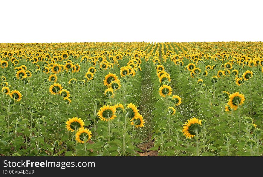 Field of sunflowers