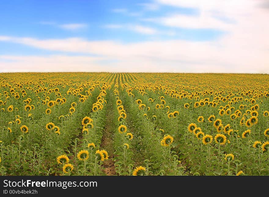 Field of sunflowers