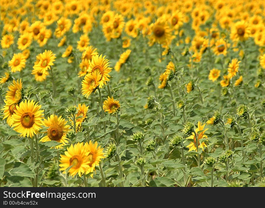 Colorful sunflowers